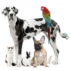 How to Avoid Those Costly Dog Training Bills